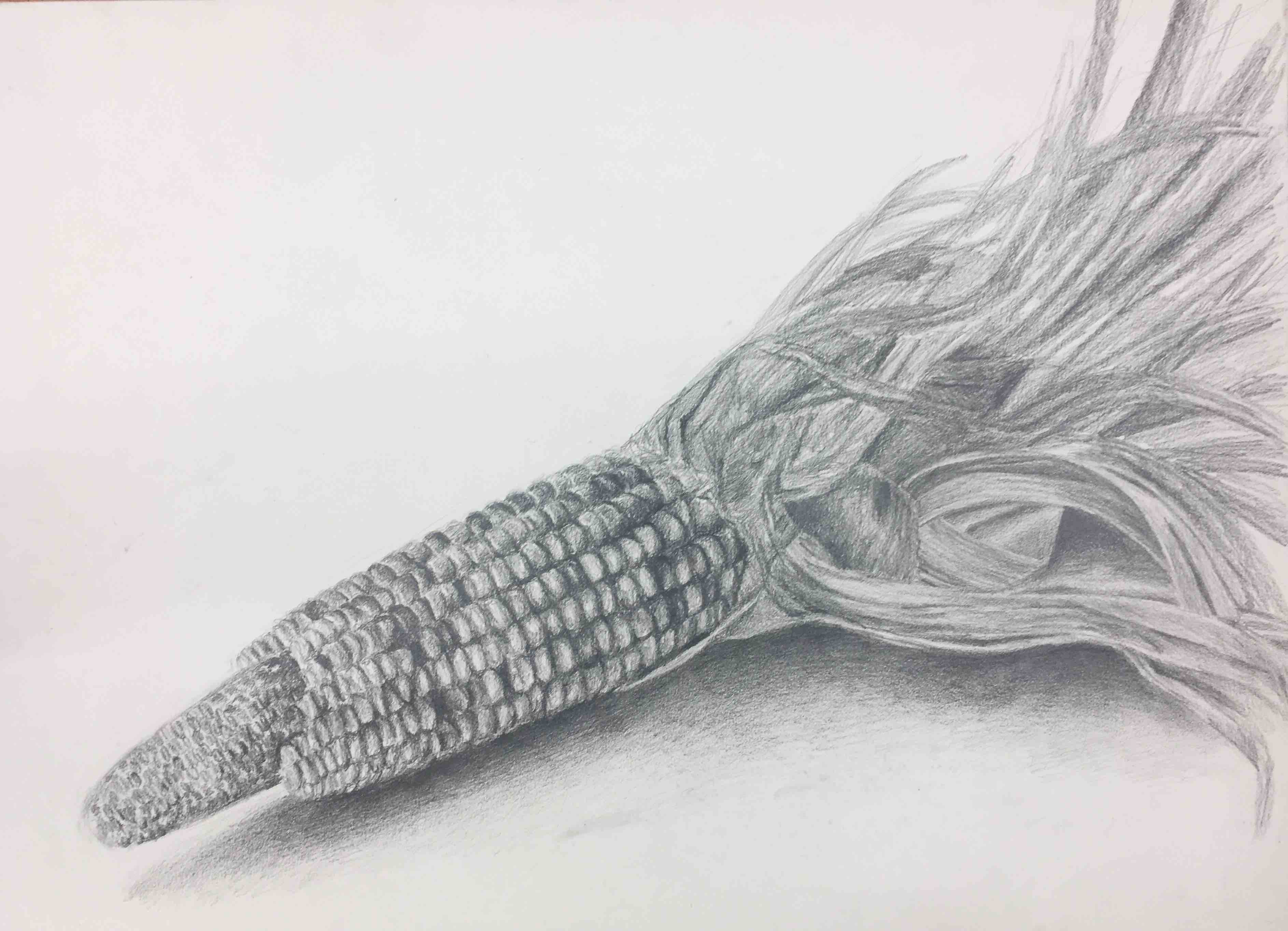 corn drawing