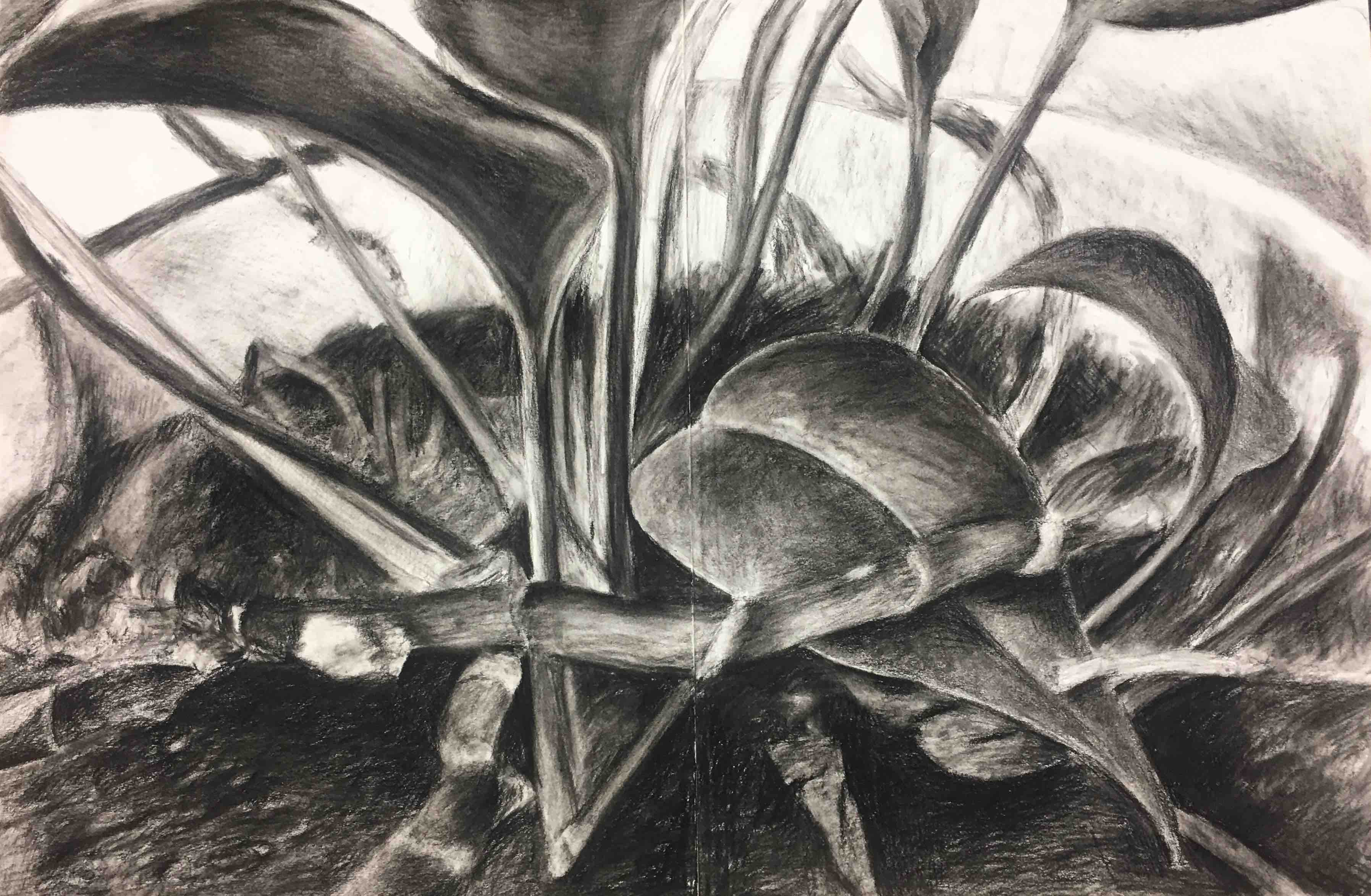 plant charcoal drawing