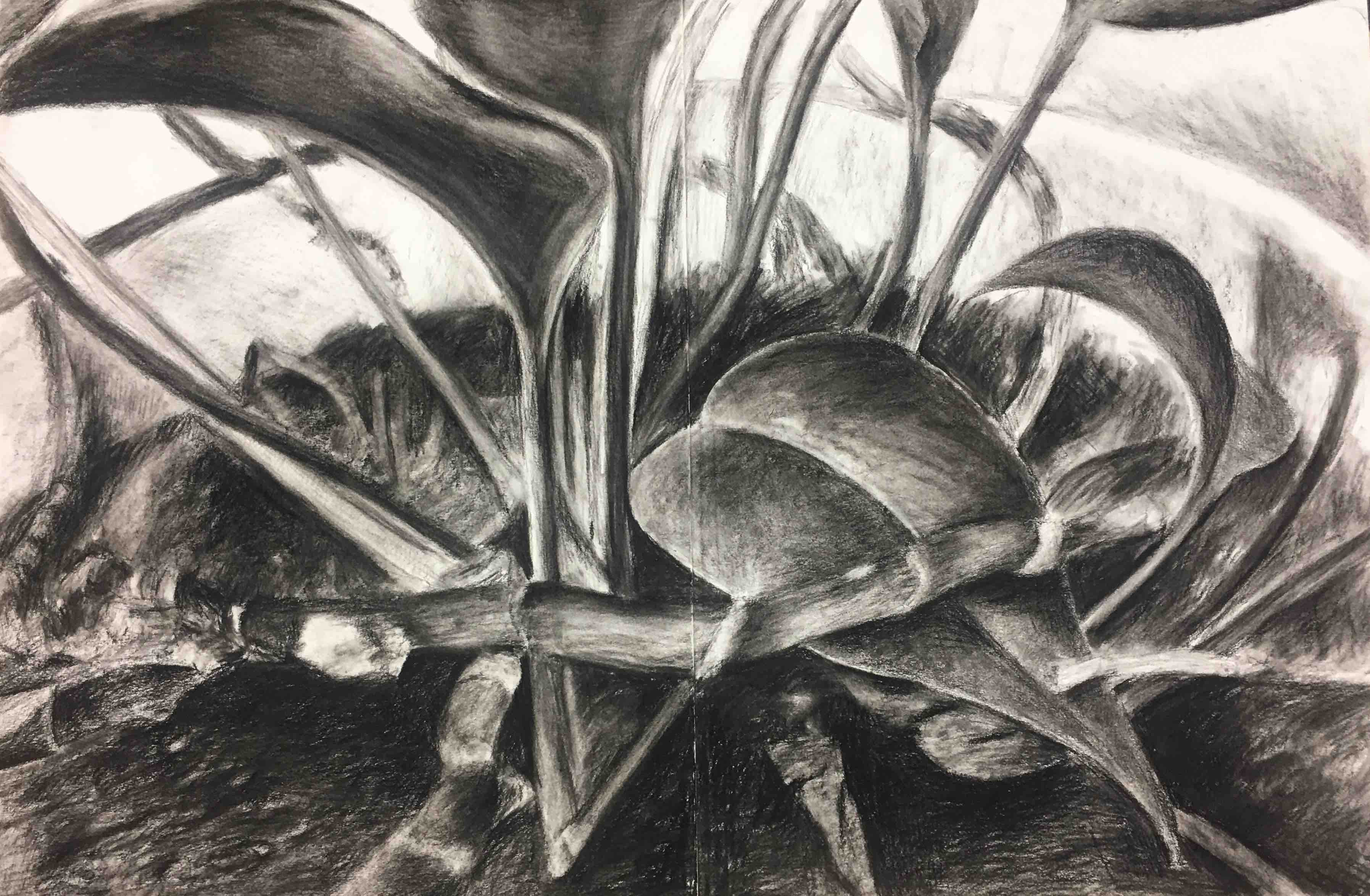 Plants